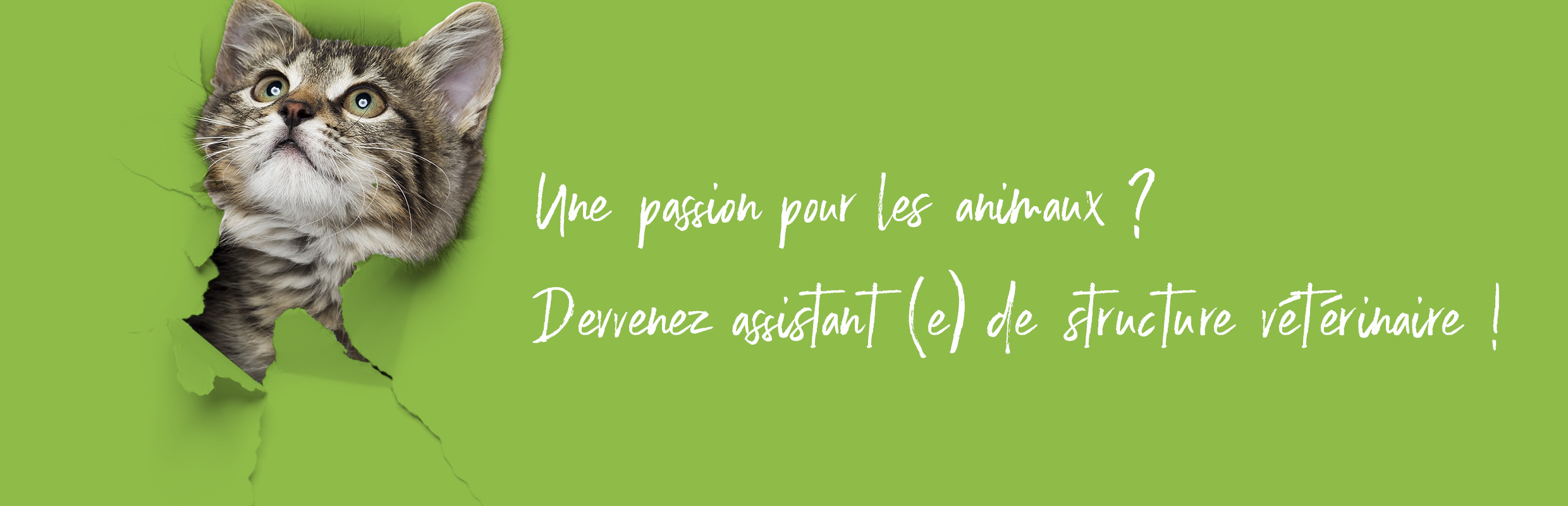 CPES_Bandeau_Chat papier (003) CPES_Bandeau_Chat papier (003)
