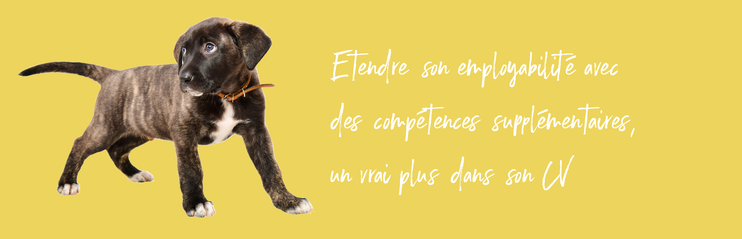 CPES_Bandeau_Chien pipi (002) CPES_Bandeau_Chien pipi (002)