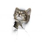 Cat in hole of paper Kitty in hole of paper, little grey tabby cat looking through torn white background, funny pet