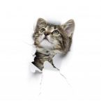 Kitty in hole of paper, little grey tabby cat looking through torn white background, funny pet