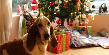 Un chien assis devant un sapin de Noël décoré, entouré de cadeaux et d’ambiances festives.