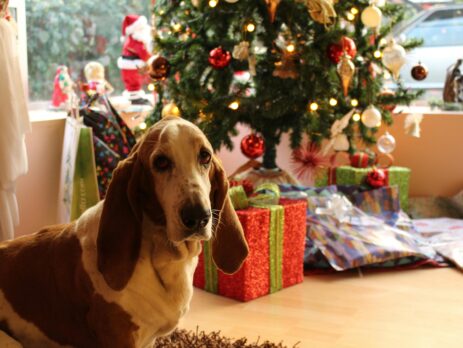 Un chien assis devant un sapin de Noël décoré, entouré de cadeaux et d’ambiances festives.