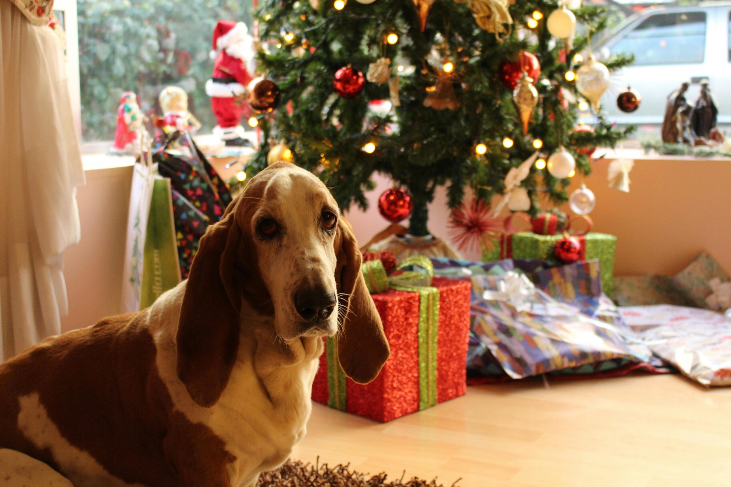 Un chien assis devant un sapin de Noël décoré, entouré de cadeaux et d’ambiances festives.