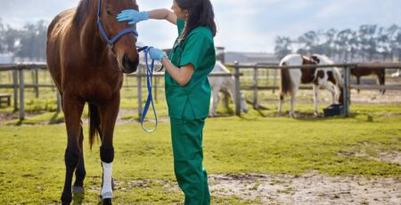 Sup-Véto Paris annonce son partenariat avec l'émission Animalement vôtre diffusée sur France 3. Dès le dimanche 23 novembre et pendant trois dimanches consécutifs à 15h45, l'école sera présente en tant que sponsor de ce programme dédié à la protection animale.