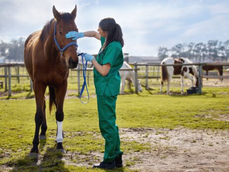 Sup-Véto Paris annonce son partenariat avec l'émission Animalement vôtre diffusée sur France 3. Dès le dimanche 23 novembre et pendant trois dimanches consécutifs à 15h45, l'école sera présente en tant que sponsor de ce programme dédié à la protection animale.