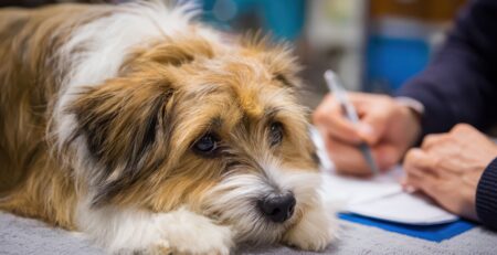 rôle de l'ASV maltraitance animale