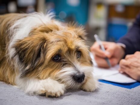 rôle de l'ASV maltraitance animale