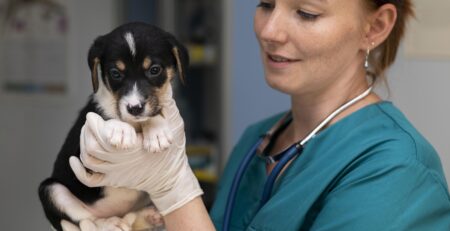 auxiliaire vétérinaire en Île-de-France