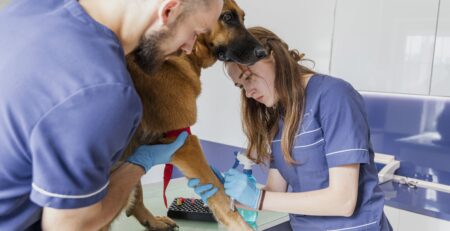 rôle de l’ASV en urgence vétérinaire
