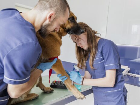 rôle de l’ASV en urgence vétérinaire
