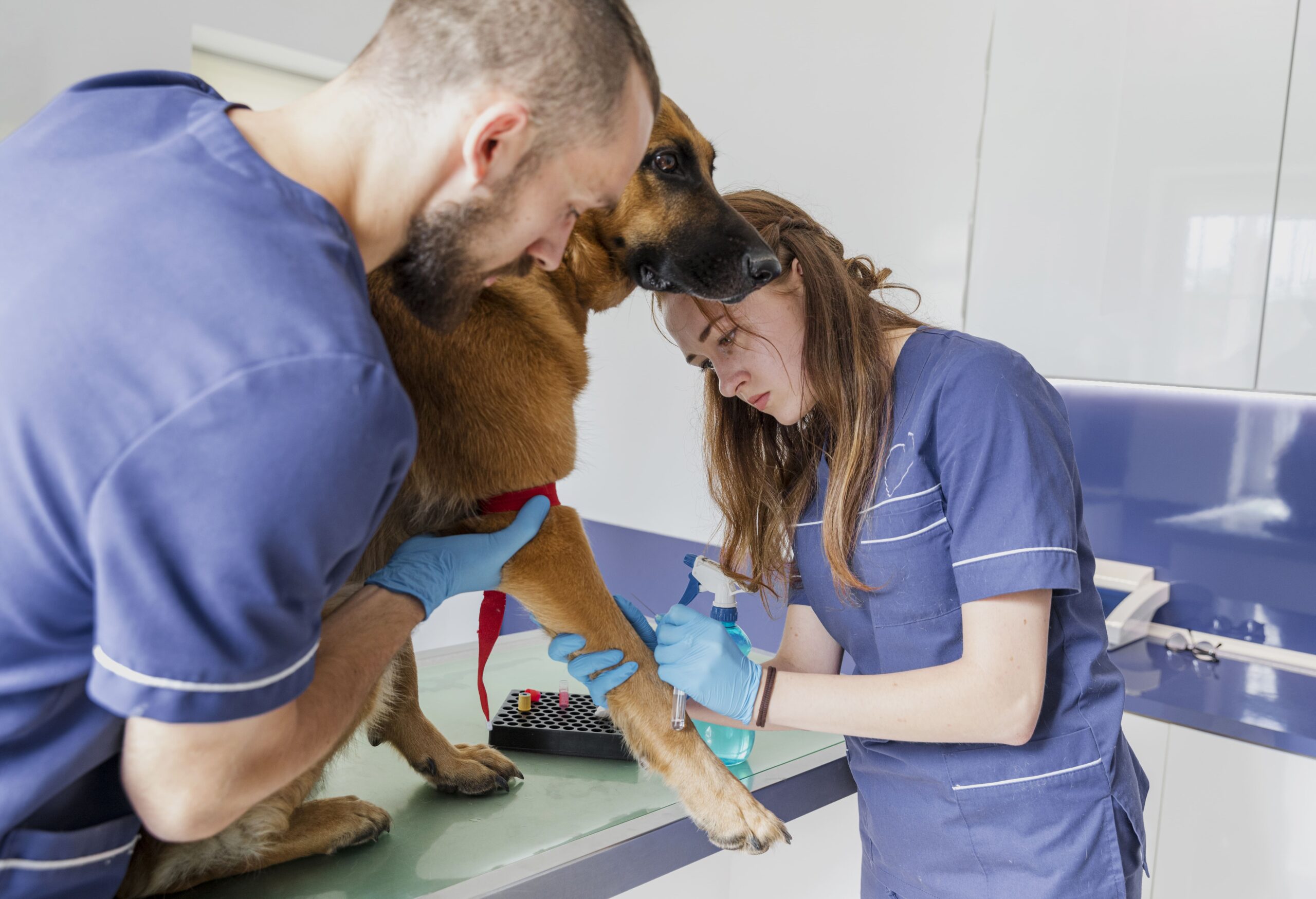 rôle de l’ASV en urgence vétérinaire