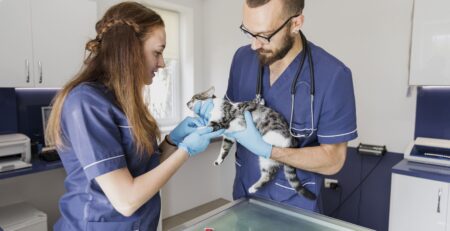 Quelles évolutions professionnelles sont possibles après une formation ASV ?